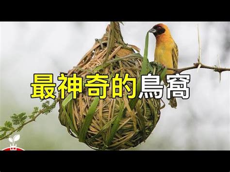 鳥築巢怎麼辦|都市鳥巢祕錄 想不到這裡能築巢吧 